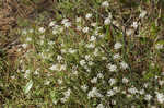 Littleleaf buckbrush